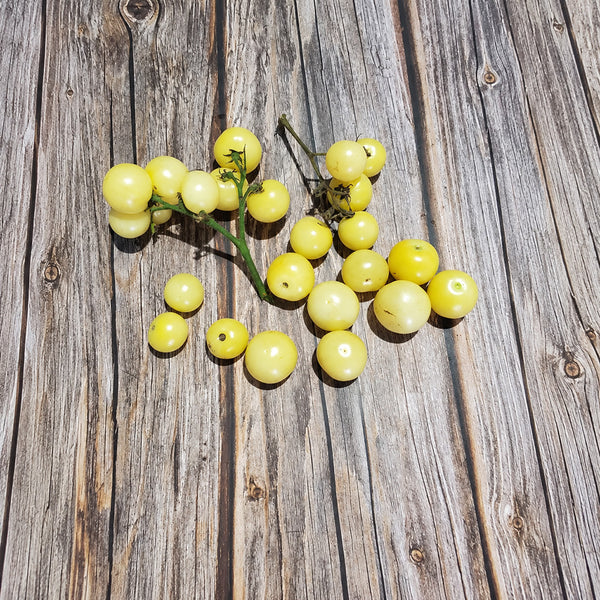 222 Dwarf Desert Star Cherry Tomato, 5 Seeds