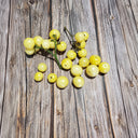 222 Dwarf Desert Star Cherry Tomato, 5 Seeds