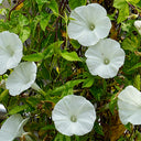 Polar Fox Morning Glory, 3 Seeds