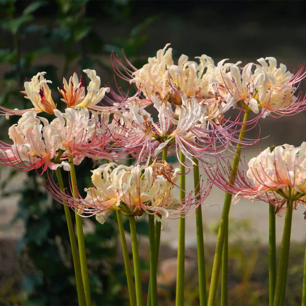 Lycoris squamigera 'White Chunxiao', 1 Bulb