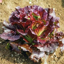 Coffee-colored Butter Lettuce Seeds, 3g